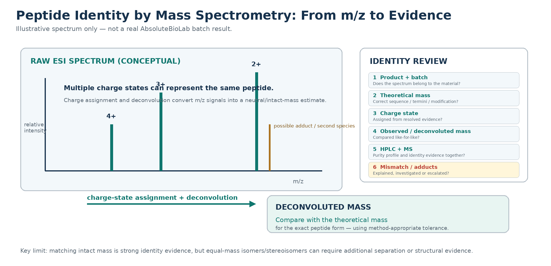 Illustrative peptide ESI mass spectrum showing multiple charge states, deconvolution and the identity-review checklist.